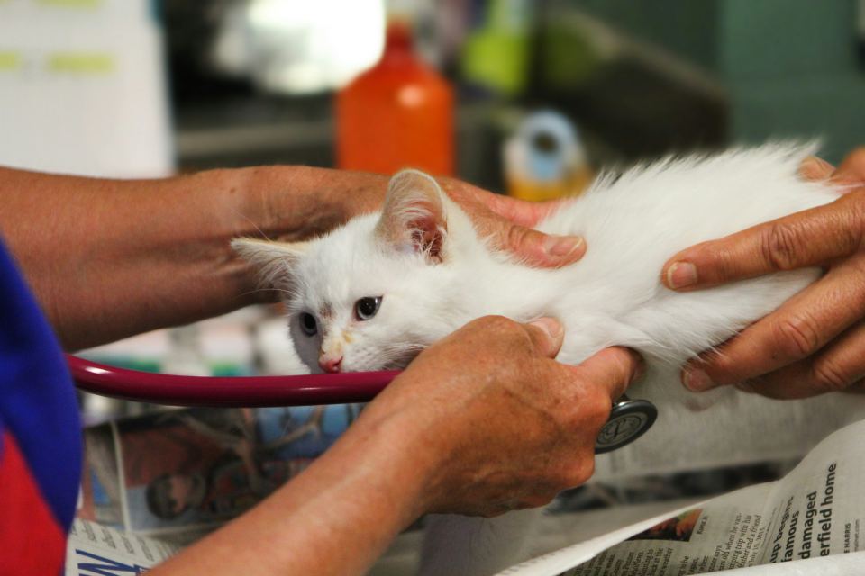 Medicină veterinară